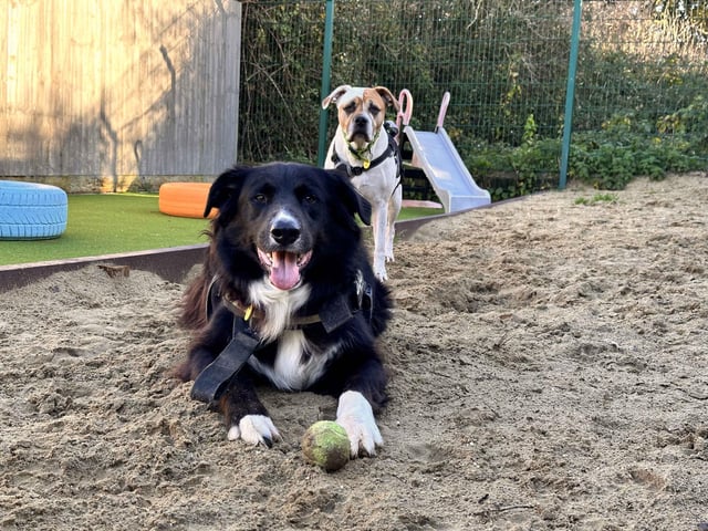 Lady and Chunk