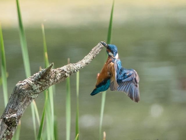 Kingfisher