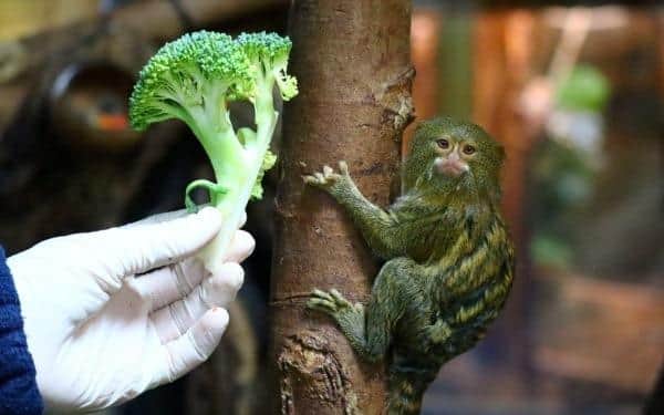 Drusillas' new arrival, Rosie, is an adult female pygmy marmoset weighing in at just 108 grams. Picture: Drusillas