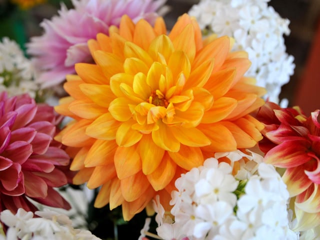 Felpham and Middleton Horticultural Society Flower and Produce Show. Pic S Robards SR2208132