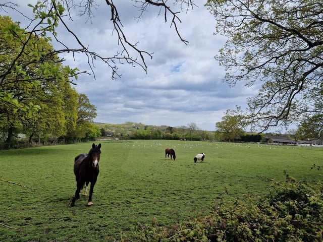 There was a field of horses and more gulls than you get on the beach!