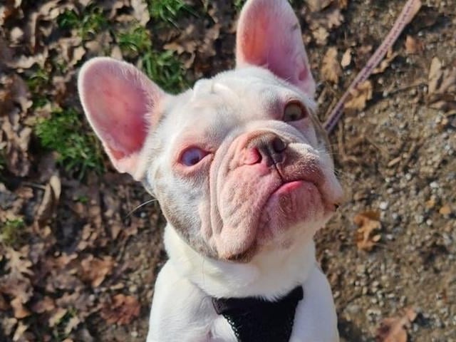 Mildred's foster carer as described her as 'one of the loveliest Frenchies' they have met. She is gentle and loving, though she was 'extremely shut down' when she arrived in foster. However, she is becoming more and more confident and her character is starting to shine through. Millie is partially sighted but this doesn't hold her back and she has learnt to cope very well around the home, for this reason she will always have to stay on a lead or longline when out walking. Mildred needs a calm home with no young children. She can live with cats and must have the company of another dog.
