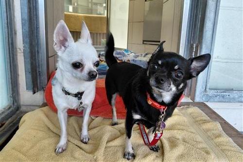Lara (tri colour) and Nelly (cream) are new arrivals, settling in and undergoing assessment. They are sweet but sensitive little dogs who will be looking for a kind patient home to build their confidence. The pair can be worried by lots of noise and activity, so they would prefer a quiet home. They are timid around people and will require a calm, patient approach to making friends. They will bond closely with those they trust and will enjoy lap cuddles. Lara and Nelly need to be rehomed together and would like to be the only dogs in the home. They will require several meets at the rescue centre to get to know potential adopters.