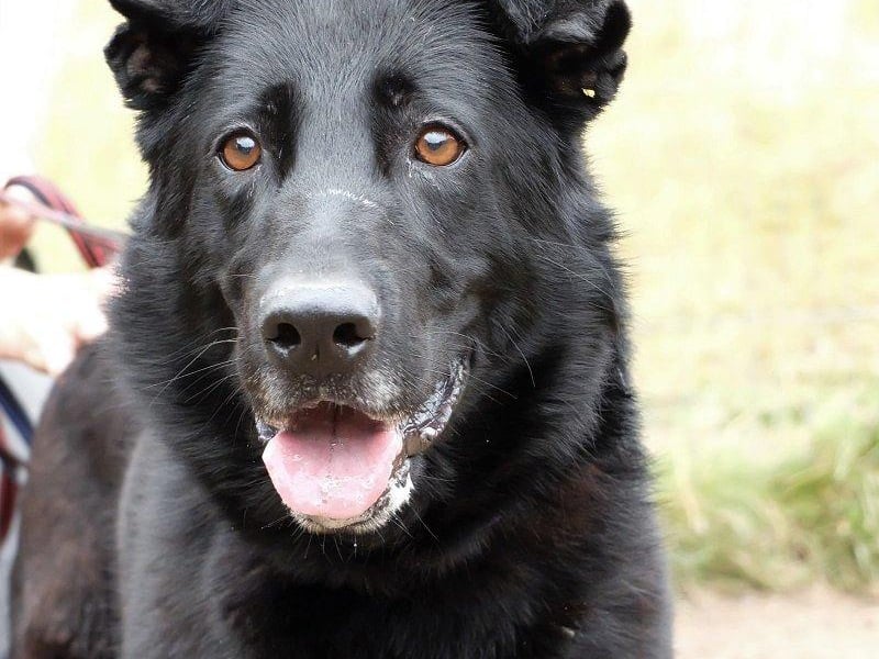 Lisa is a friendly and intelligent pooch. Rescue Remedies said she’s very well trained and understands lots of commands. She walks very well, ignoring dogs, cars etc, and loves nothing more than playing ball in the paddock. Rescue Remedies asks all adopters to read the re-homing information carefully, especially its commitment which states all adopters should keep their dogs on leads in public places.