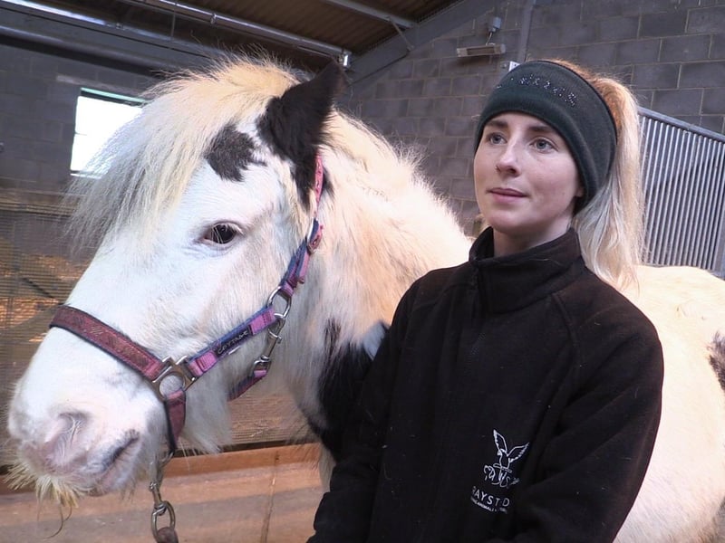 Raystede is (temporarily!) home to many animals, including horses and ponies. This is Pixie, who is one of the ponies available to 'Loan to Rehome', is a scheme for people looking to adopt an equine from Raystede. As part of this scheme, the first year involves taking an equine on loan. Then, if all goes well, the loan will turn into a permanent adoption.