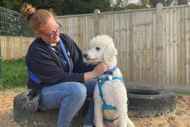 A West Sussex animal centre has launched a series of training classes and hydrotherapy sessions for local dog-owners.