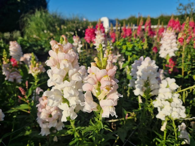 The summer supper club hosted by The Sussex Peasant at Pitfield Barn Flower Farm