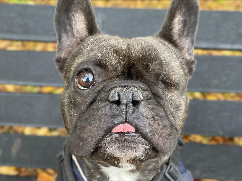 Leon is a shy boy to begin with and can be a little worried when meeting new people. Once he has made friends with you he is an affectionate, happy boy who enjoys attention. Leon is housetrained, knows how to sit and is used to being left for a few hours on his own. He loves to play with toys and have a cuddle. Leon is looking for an experienced, adult home with someone who has dealt with behavioural problems before and is willing to work with Leon with support from the charity's behaviourist. He cannot live with children or have any visiting children and will need his own, secure garden. View Leon's profile here: https://rspca-brighton.org.uk/project/leon/