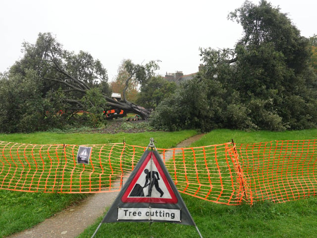 Both halves of the tree on Ringmer village green being removed on Monday, October 14, 2024