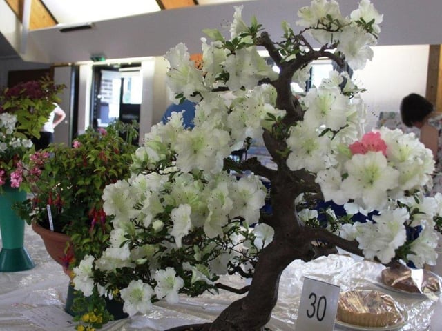 Yapton Cottage Gardeners’ Society held its first early summer flower show for three years and was pleased with the results