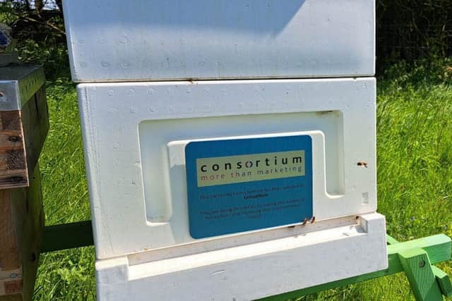 Consortium's beehive in the South Downs