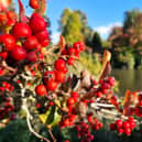 Vivid autumn colour at Sheffield Park and Garden. HR26102605 Pic Hollie Robards/Iconic Media Group
