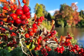 Vivid autumn colour at Sheffield Park and Garden. HR26102605 Pic Hollie Robards/Iconic Media Group