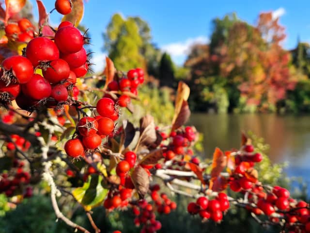 Vivid autumn colour at Sheffield Park and Garden. HR26102605 Pic Hollie Robards/Iconic Media Group