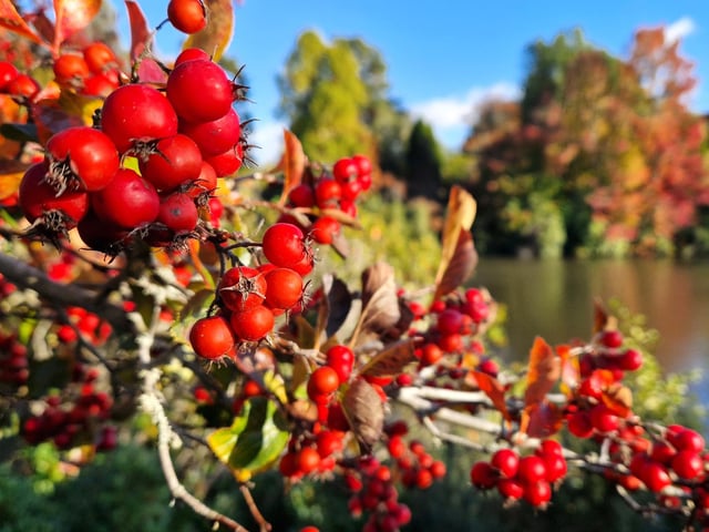 Vivid autumn colour at Sheffield Park and Garden. HR26102605 Pic Hollie Robards/Iconic Media Group