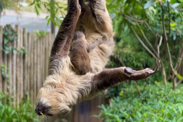 Baby sloth at Drusillas Park in East Sussex