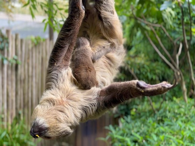 Baby sloth at Drusillas Park in East Sussex