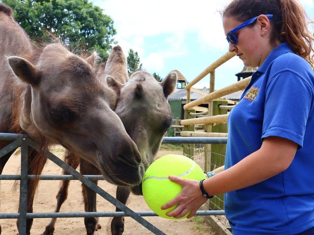 The camels investigated new toys.
