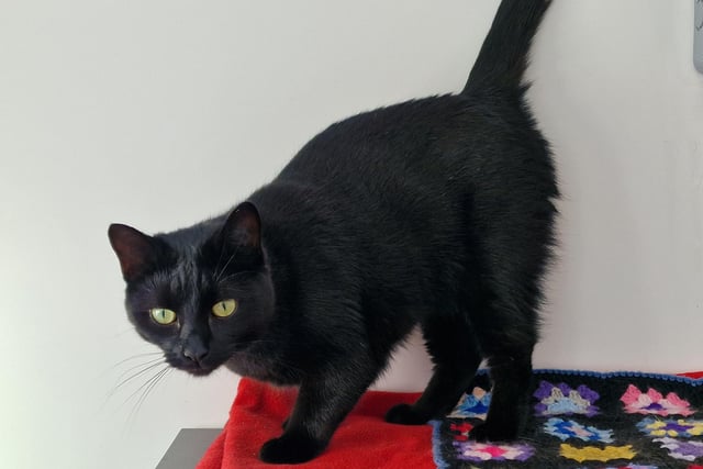 "Zelda is a very sweet young female who would love a quiet and calm home where she can relax and chill. She would benefit from a home with no other animals and a garden to wander."