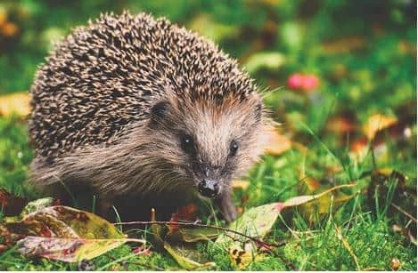 To highlight World Wildlife Day (Friday, March 3), people from Sussex are being encouraged to follow easy tips to look after winter wildlife in their garden.
