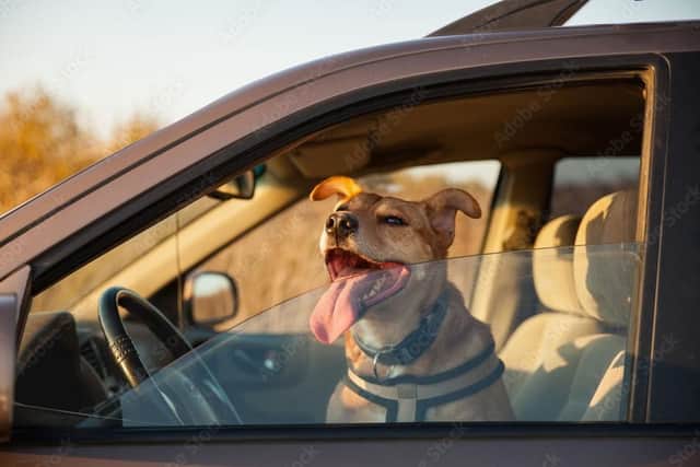From hot paws to heat stroke, this is how to keep your pet safe this summer