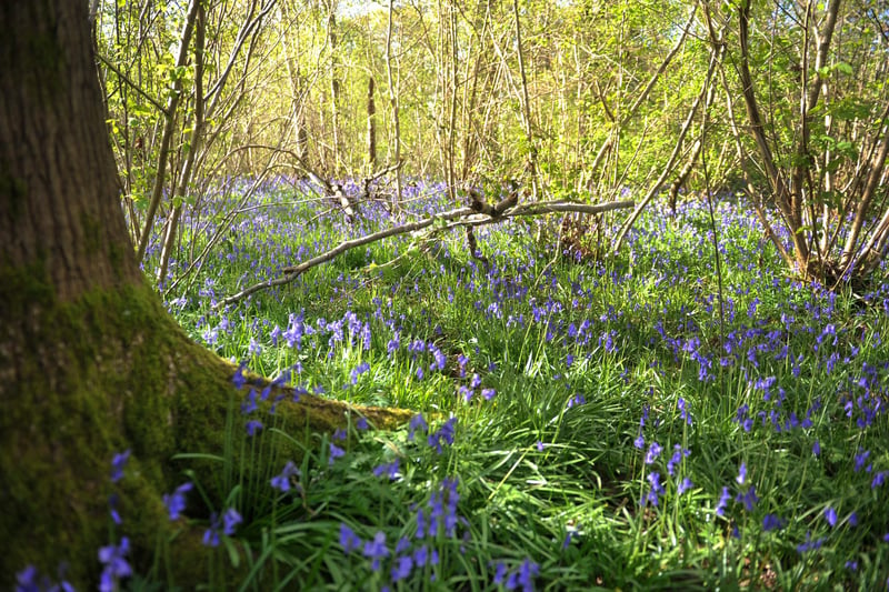 Bluebells at Butchers Wood in Hassocks, West Sussex