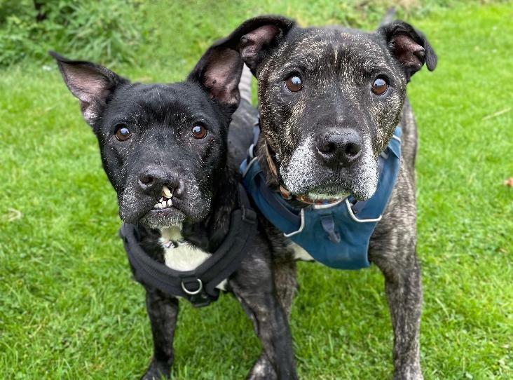 Fidget and Theo are a nine-year-old Staffordshire bull terrier duo at Brighton Animal Centre in Braypool Lane.