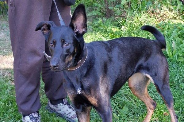 Nova is a Dobermann German Shepherd cross. She’s a gentle, calm dog that walks well on the lead and enjoys social walks with other dogs. She adores playing ball in the paddock and is an all-round great companion.
