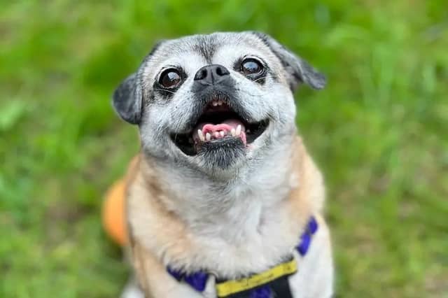 Poppy is an outgoing and affectionate pooch with a sweet and friendly nature. Her favourite thing is being close to her people and she likes being involved in whatever's going on around the home. She also loves sleeping in bed with her humans. However, she’s also independent and appreciates having her own space when she wants it. An early riser, Poppy would be happy to enjoy a gentle sunrise stroll around the neighbourhood before contently relaxing for the rest of the day. Dogs Trust said all this little lady needs is a loving home where she can enjoy her peaceful retirement years.