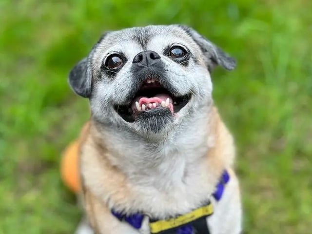 Poppy is an outgoing and affectionate pooch with a sweet and friendly nature. Her favourite thing is being close to her people and she likes being involved in whatever's going on around the home. She also loves sleeping in bed with her humans. However, she’s also independent and appreciates having her own space when she wants it. An early riser, Poppy would be happy to enjoy a gentle sunrise stroll around the neighbourhood before contently relaxing for the rest of the day. Dogs Trust said all this little lady needs is a loving home where she can enjoy her peaceful retirement years.