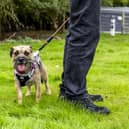 Wadars has launched a fundraising appeal to help transform its new site into a purpose-built centre for animals. Photo: contributed