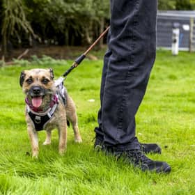 Wadars has launched a fundraising appeal to help transform its new site into a purpose-built centre for animals. Photo: contributed