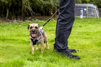 Wadars has launched a fundraising appeal to help transform its new site into a purpose-built centre for animals. Photo: contributed