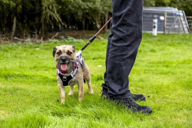 Wadars has launched a fundraising appeal to help transform its new site into a purpose-built centre for animals. Photo: contributed