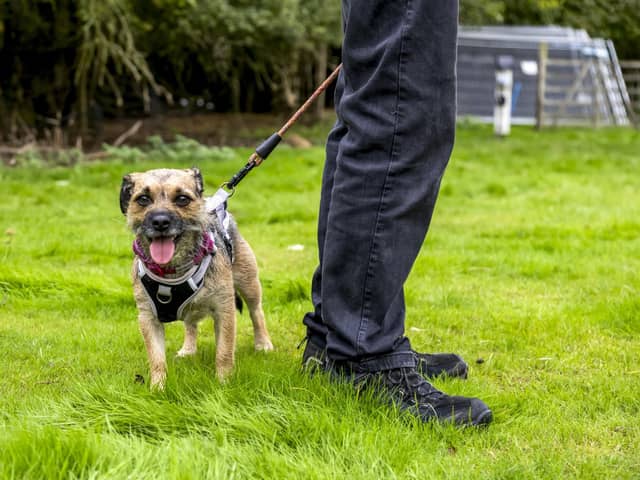 Wadars has launched a fundraising appeal to help transform its new site into a purpose-built centre for animals. Photo: contributed