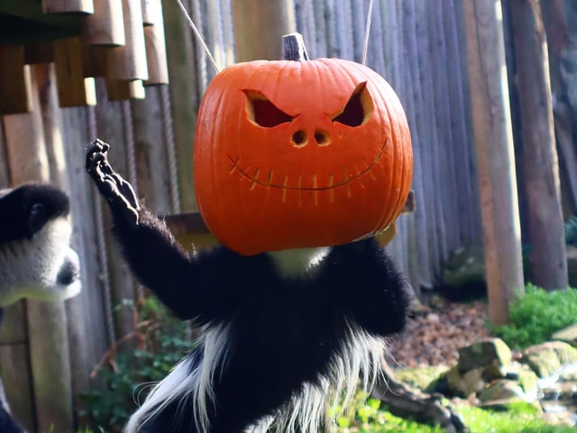 Drusillas Park's ‘pumpkin head photoshoot challenge’