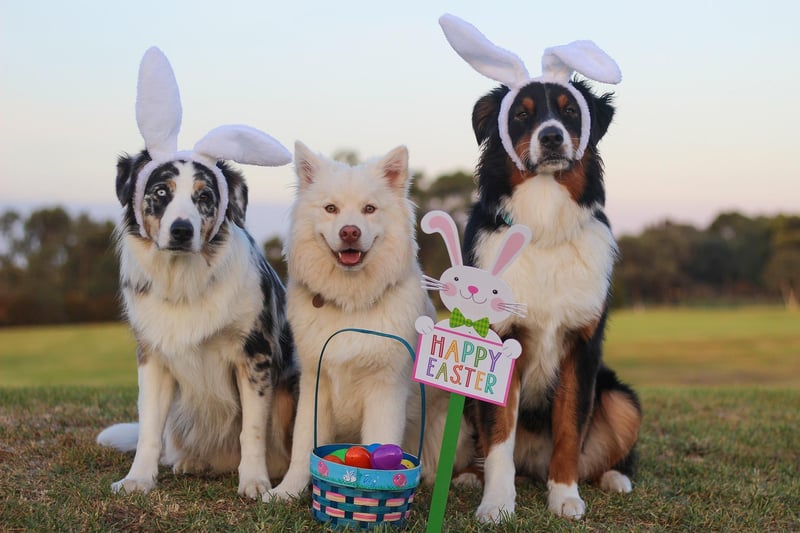 With Easter fast approaching, many of us will spend time with loved ones, indulge in chocolate and enjoy Springtime activities. However, this can be a particularly dangerous time for pets, and owners must be cautious as it poses a risk to their health and well-being, even from unexpected sources