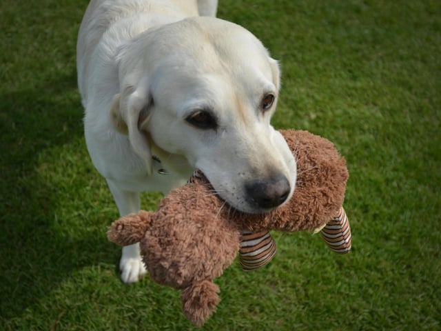 Bexhill Horse & Dog Show 2024.