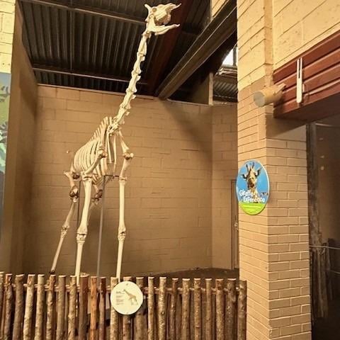 A giraffe's skeleton - which made a big impression on pupils.
