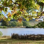 The first signs of autumn are emerging at Petworth Park, from amber leaves and fallen conkers to flourishing fungi and a burst of berries.