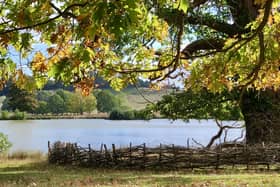 The first signs of autumn are emerging at Petworth Park, from amber leaves and fallen conkers to flourishing fungi and a burst of berries.