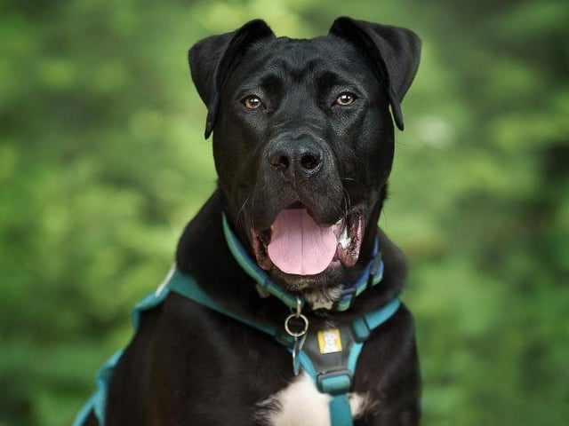 Figgy is a cheeky, goofy boy who is adored by everyone at the centre, the RSPCA said. Sadly, as a puppy, he was found abandoned in a cardboard box along with his siblings and had ringworm. This has sadly meant he has spent a lot of time at the kennels in the isolation unit until he was clear. The RSPCA is looking for an experienced home who will understand his breed and are willing to follow his exercise plan to build up muscle. He is waiting for his family who understands that despite being a big bouncy boy he is also a very sensitive soul who needs time and support to learn about the big wide world. Figgy requires an owner who is keen to continue his reward-based training and 'really bring out the best in him'.