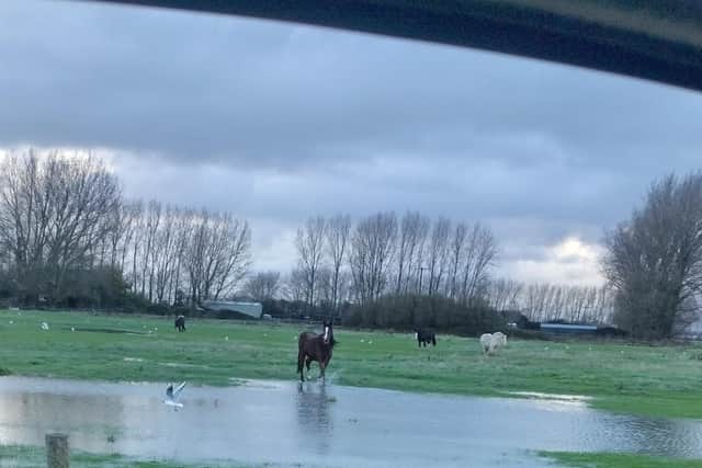 Flooded fields in Pagham