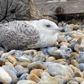 Eastbourne Herald and Sussex Live photographer Jon Rigby was by the beach in Eastbourne when he found an injured seagull who couldn’t fly. Picture: Jon Rigby