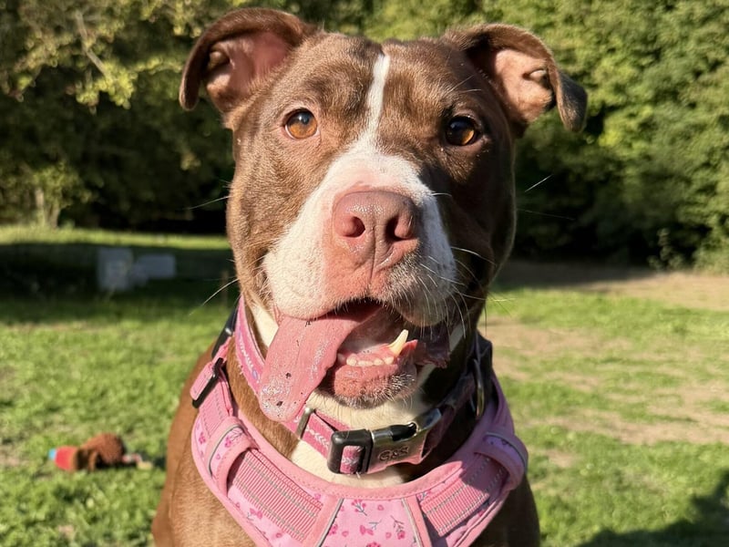 Miss Meatball is a very friendly girl with a lot of energy. She knows how to sit and really enjoys playing with toys, especially a ball. She will need some further training and an owner who will enjoy providing her with lots of walks and mental stimulation. She would benefit from a home experienced with bull breeds.