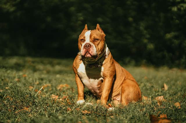 Rishi Sunak has vowed to ban American XL Bully dogs, stating that they are a ‘danger to our communities’. Photo by Luis Negron