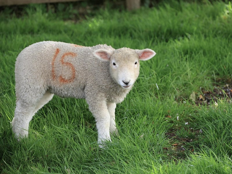 Blessing of the Lambs ceremony