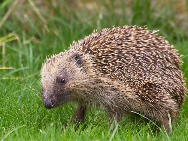 Be aware of hedgehogs.