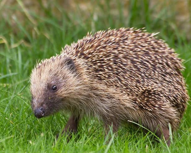 Be aware of hedgehogs.