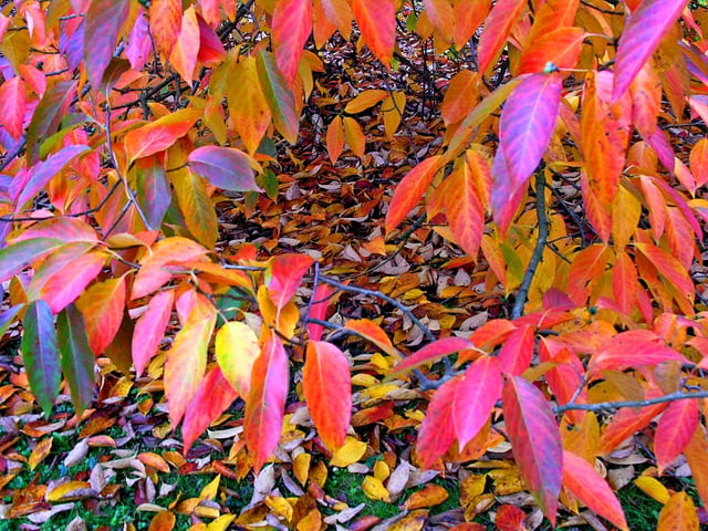 Leaves by Sylvia Kislingbury